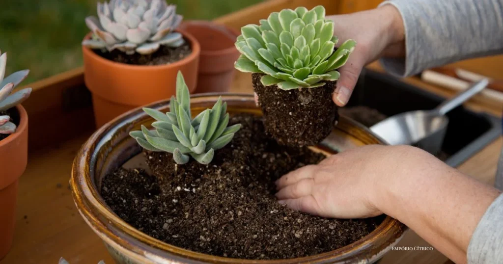 vaso com diferentes suculentas mini jardim